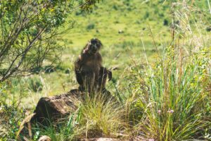 sani pass wild life