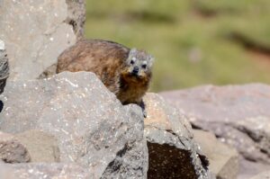 Sani pass Ice rat 